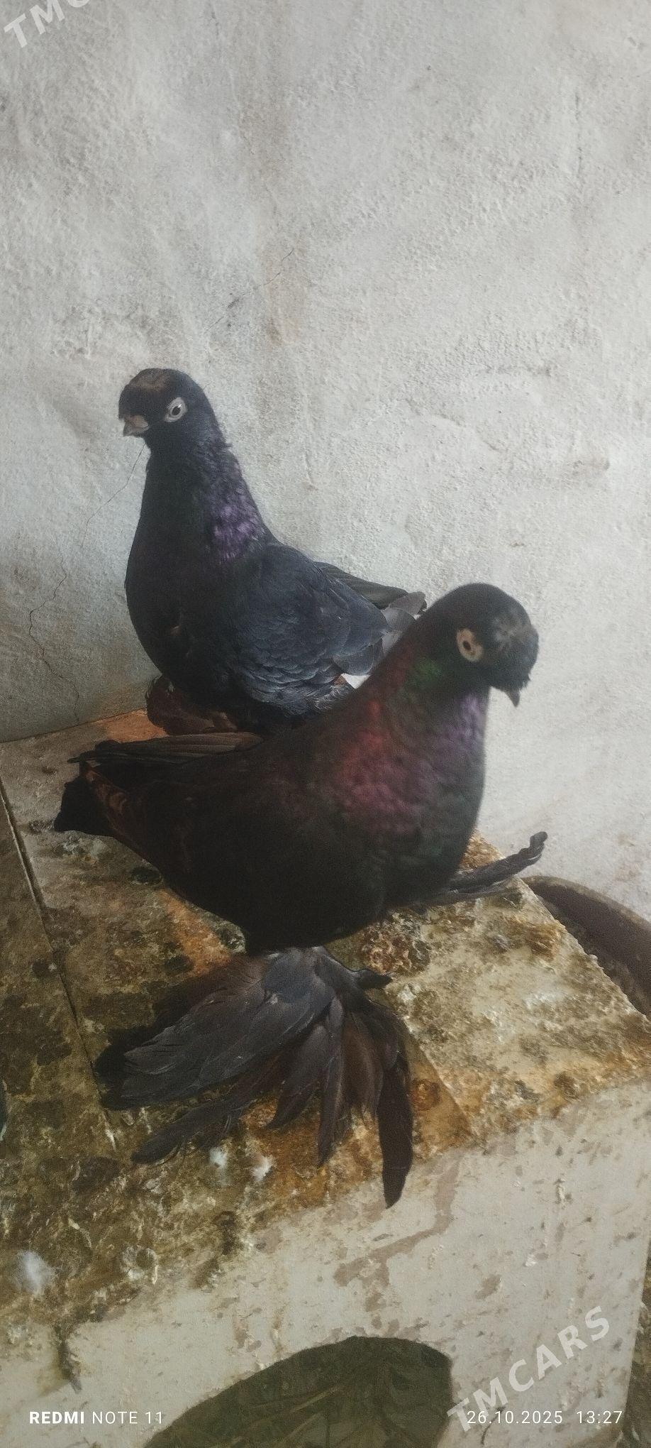 Kepderi - Murgap - img 1