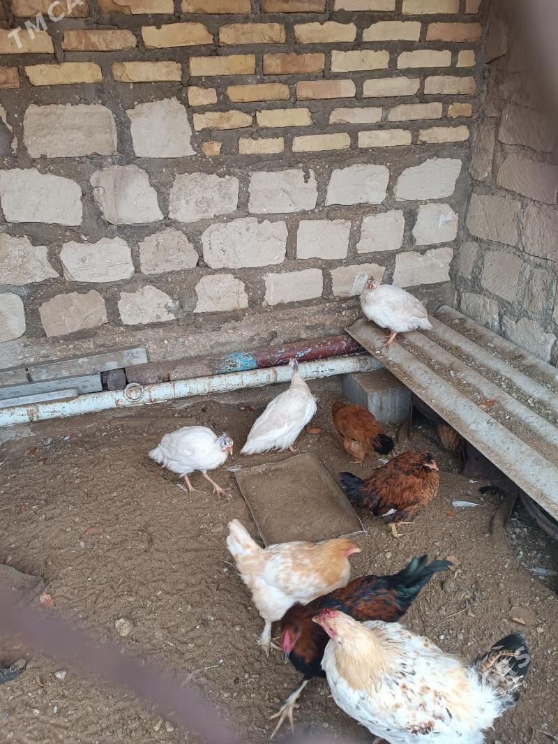 ak sizarka - Gumdag - img 1