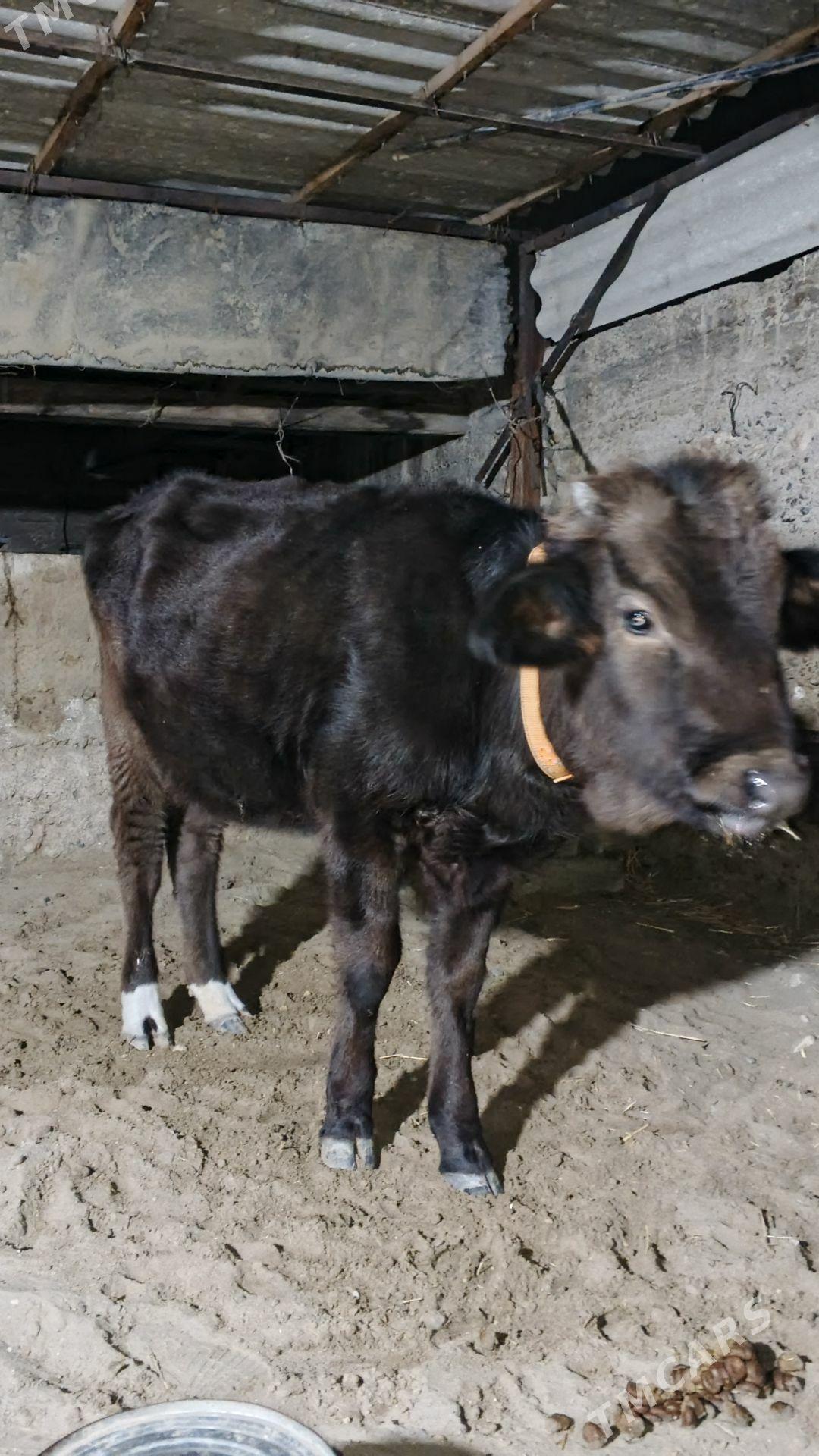 Túve - Gyzylarbat - img 1