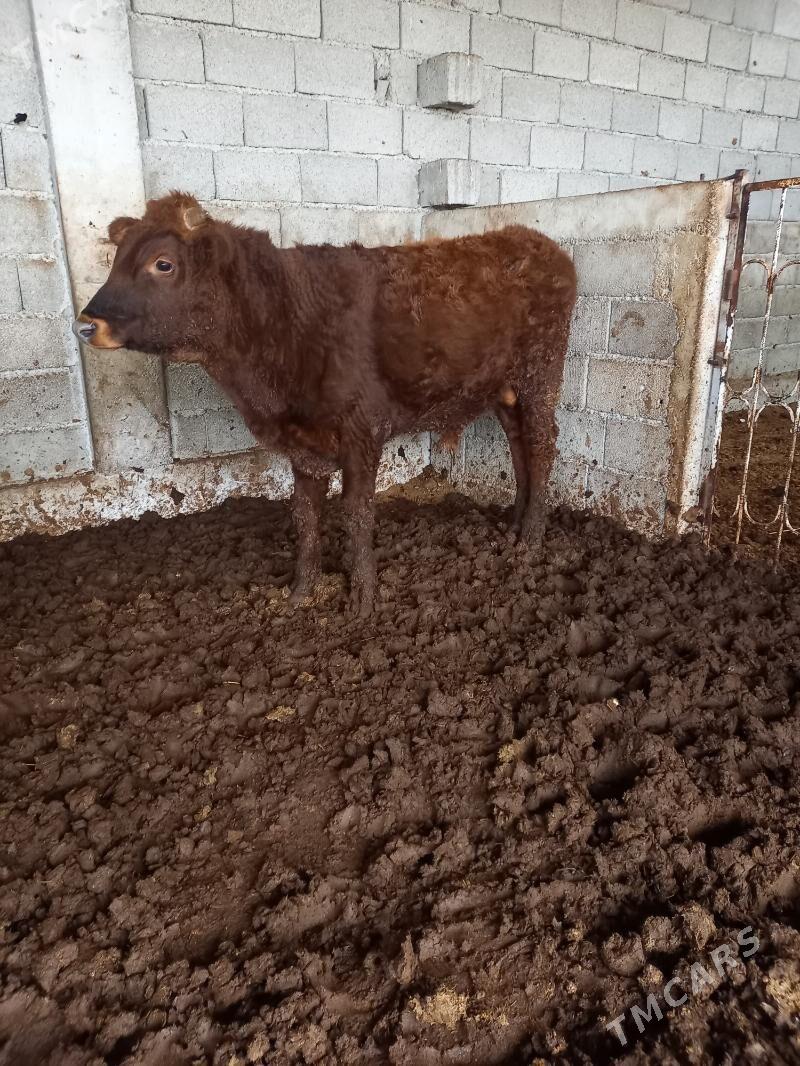 okuz - Gökdepe - img 1