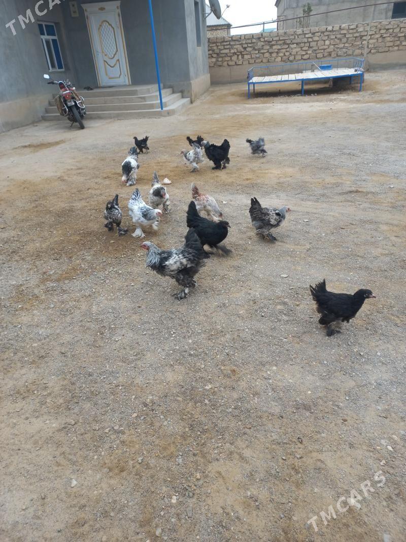 paroda tawuklar - Gumdag - img 1