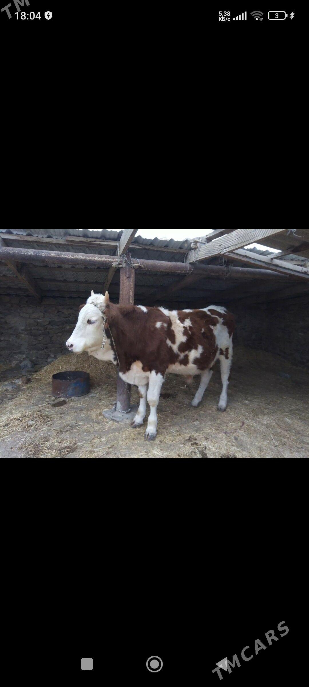 okuz - Gyzylarbat - img 1