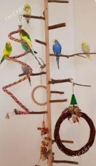 продаются волнистые попугаи - Aşgabat - img 1