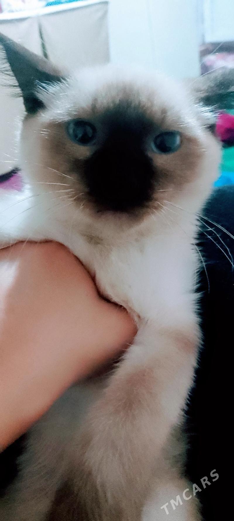 сиянискы пишик - Daşoguz - img 1