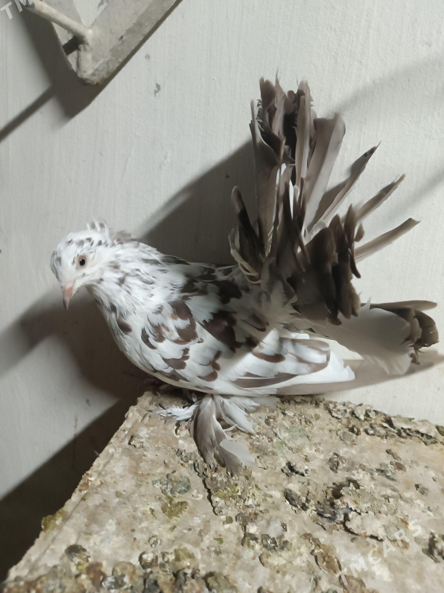 Kepderi - Мары - img 1