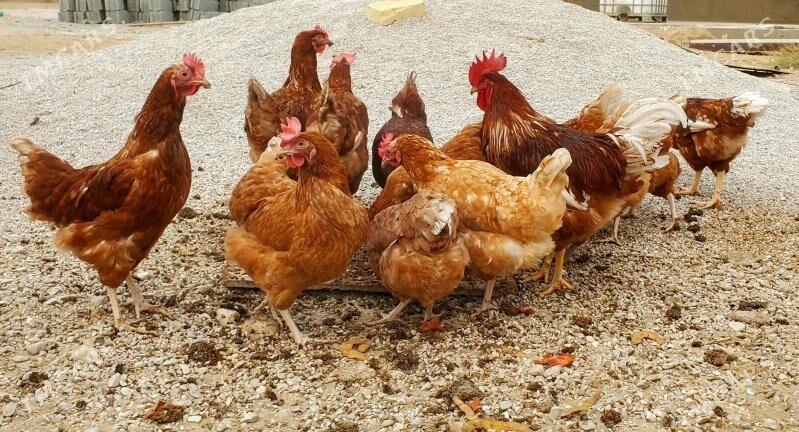 Lohman brown ýumurtga - Balkanabat - img 1