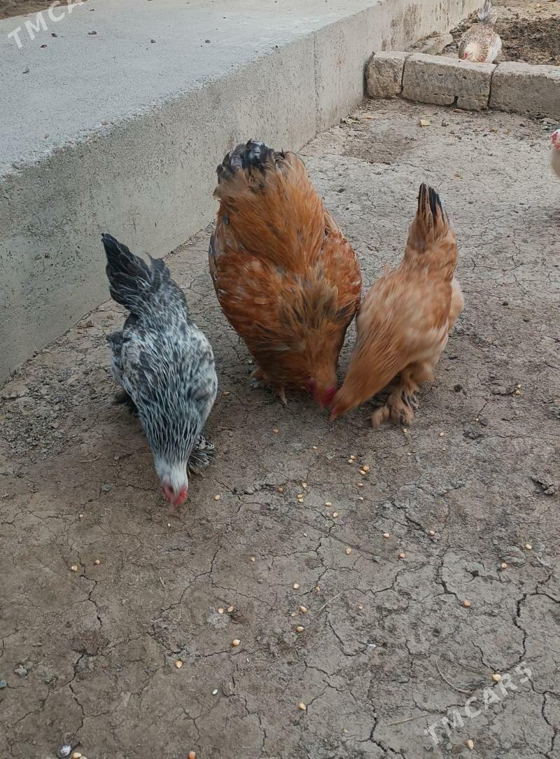 balgar yumurtga - Bäherden - img 1