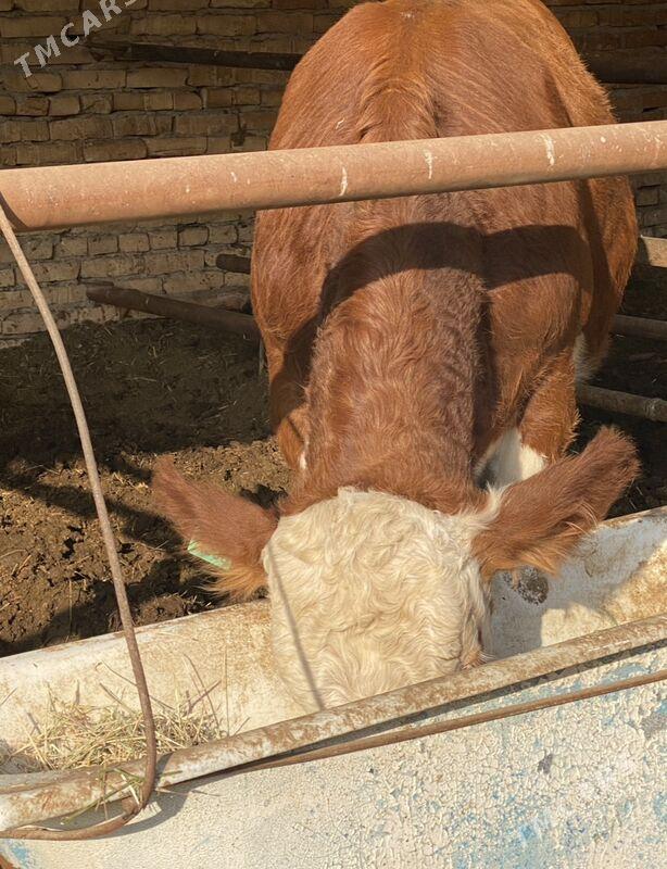 симинтал окуз - Туркменабат - img 1