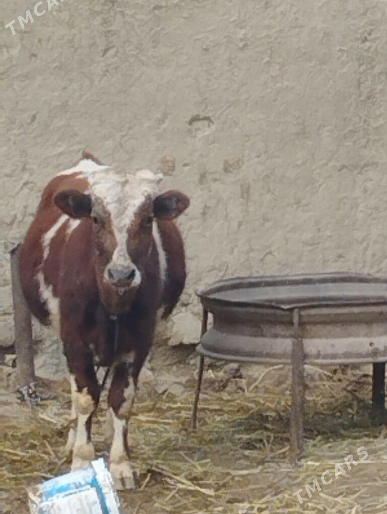 smental öküz - Bäherden - img 1