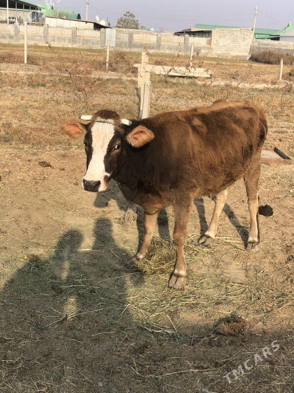 sygyr - Гёкдепе - img 1