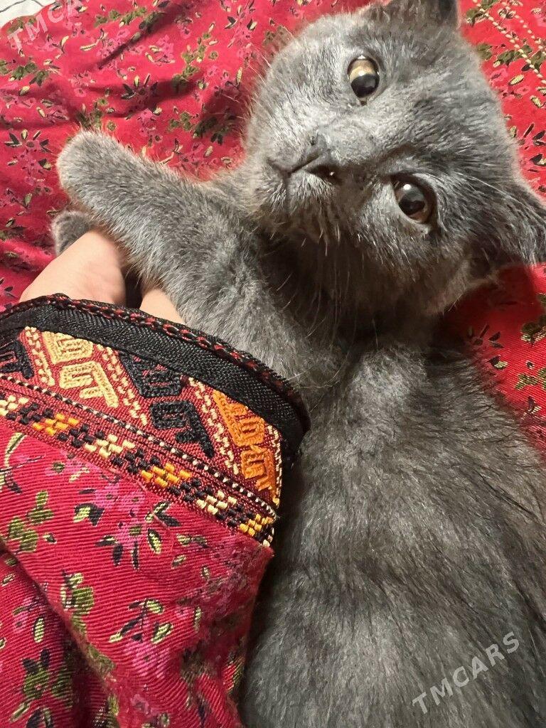 Satlyk Paroda pisik - Aşgabat - img 1