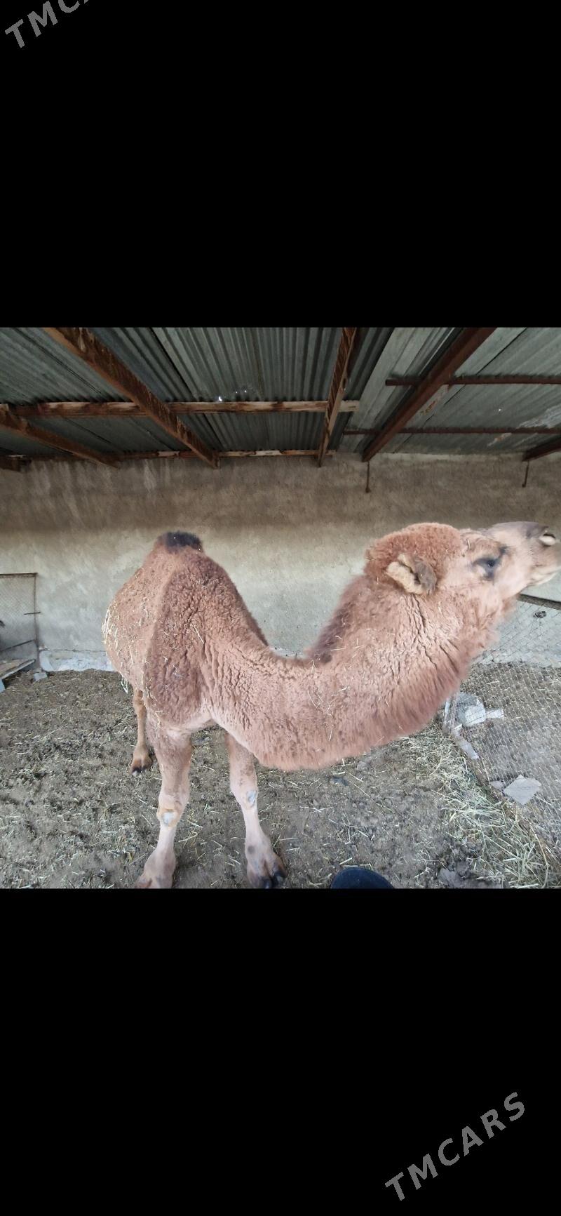 Dùÿe - Bereket - img 1