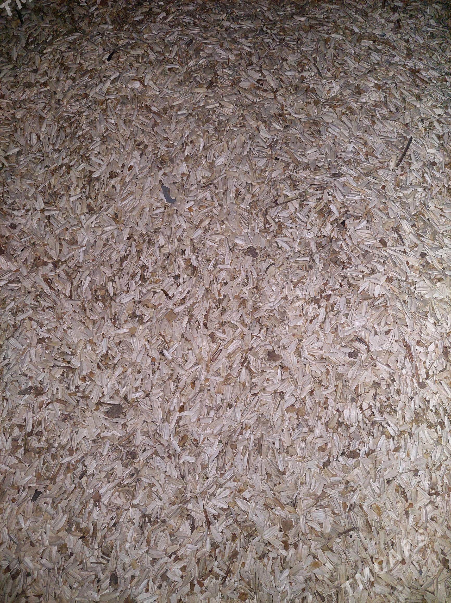 Günebakar çigit - Яшлык - img 1