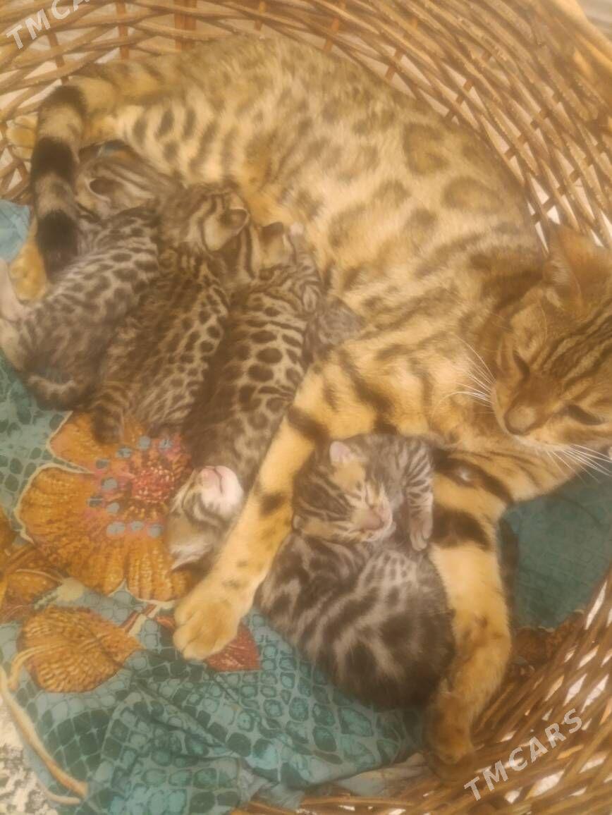 bengal kotyata - Arkadag - img 1