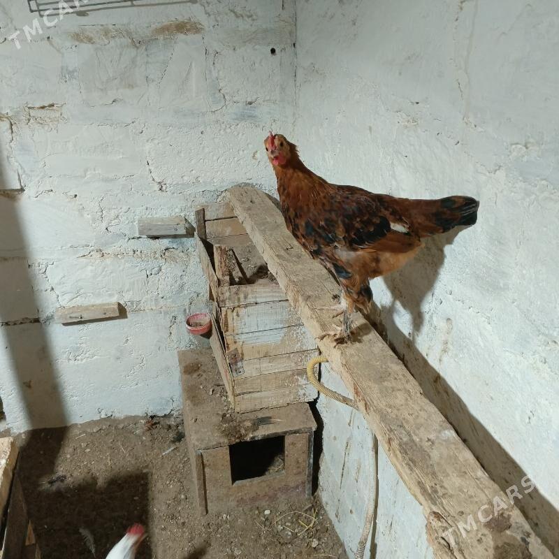 Towuk juyje - Gumdag - img 1