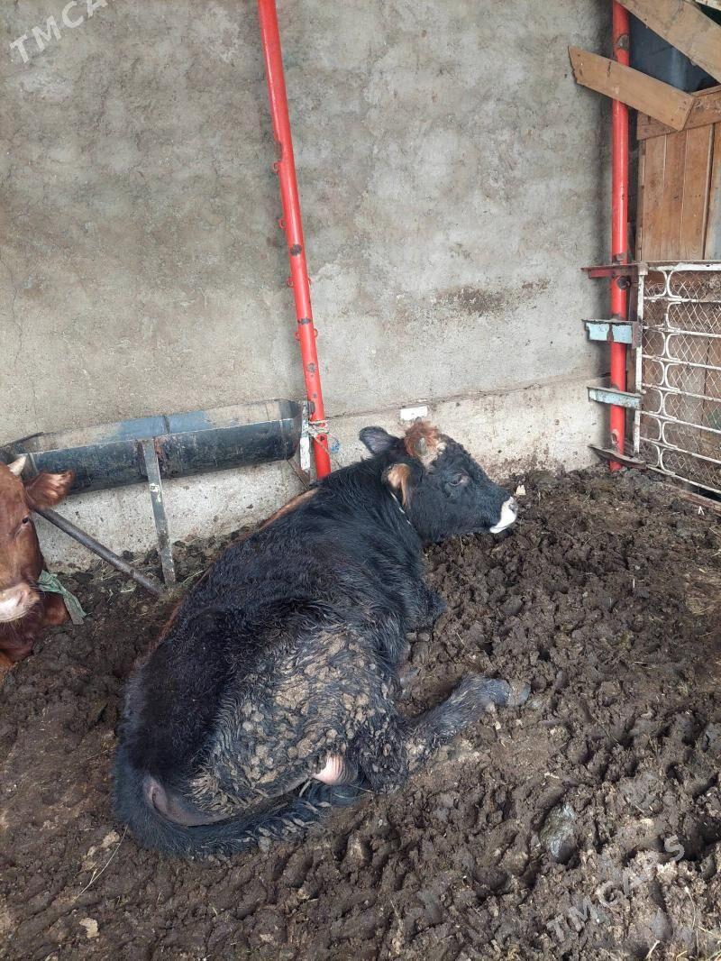 okuz - Хитровка - img 1