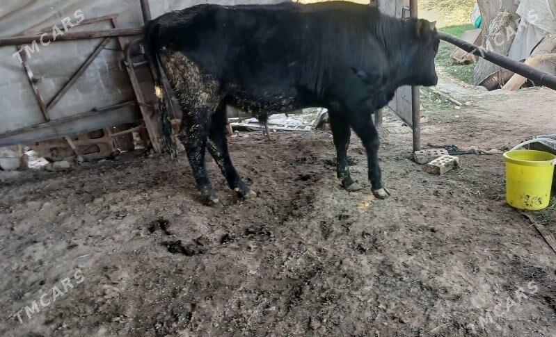 Öküz - Сакарчага - img 1