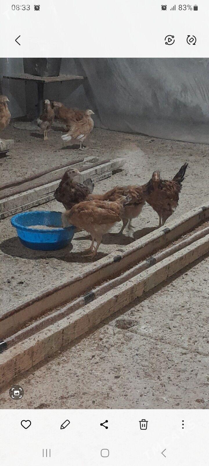 juje - Gökdepe - img 1