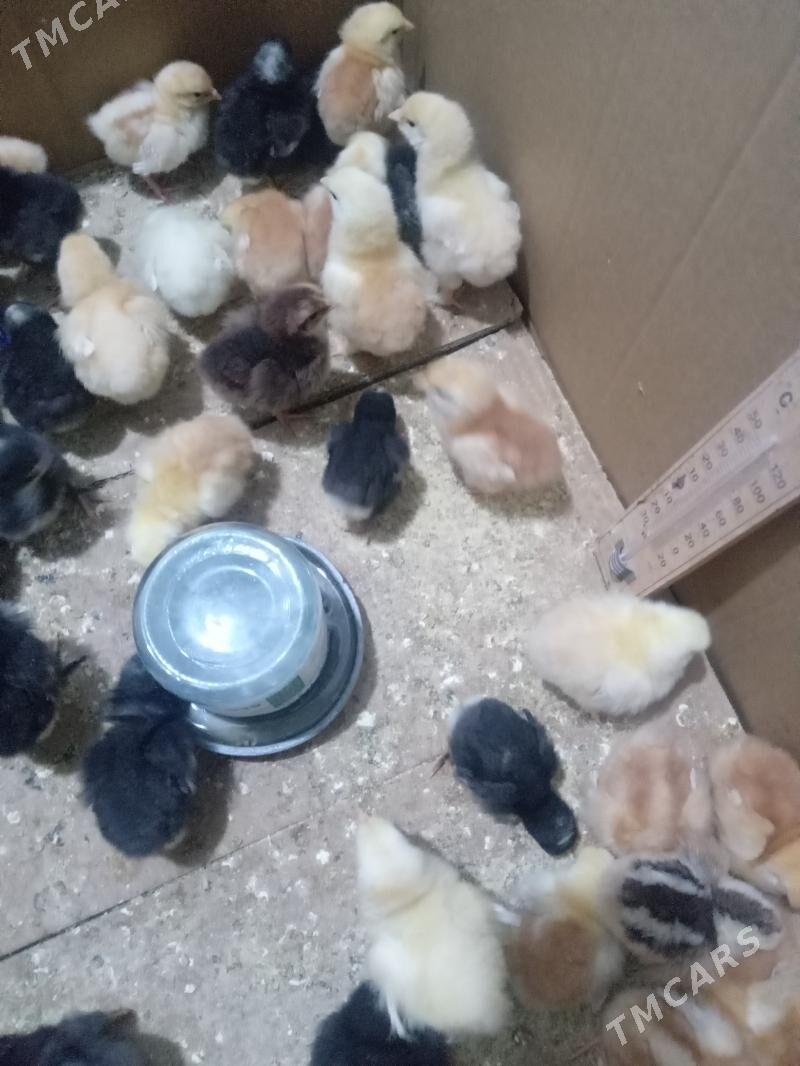 loman brawn we ataks juje - Gyzylarbat - img 1