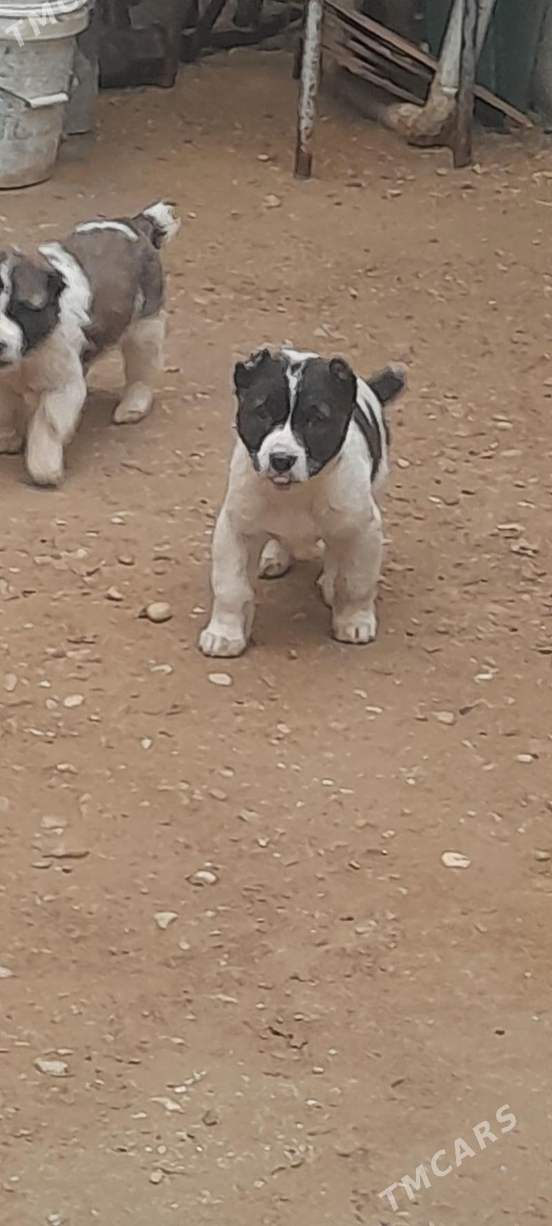 Alabaý köpejik - Balkanabat - img 1