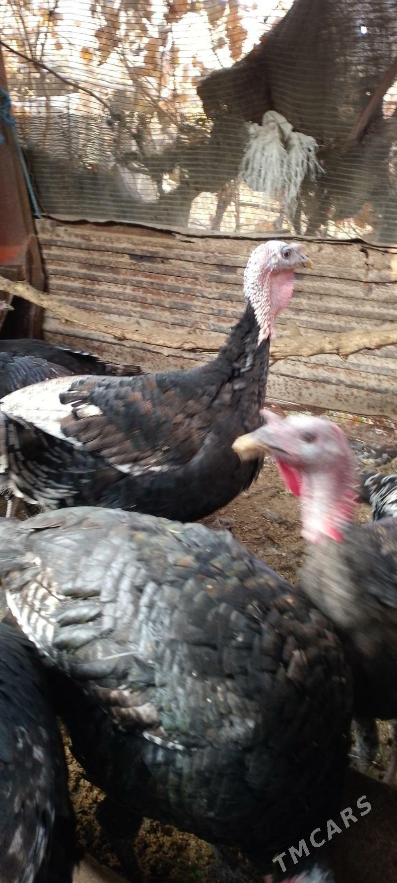 ундук - Dänew - img 1