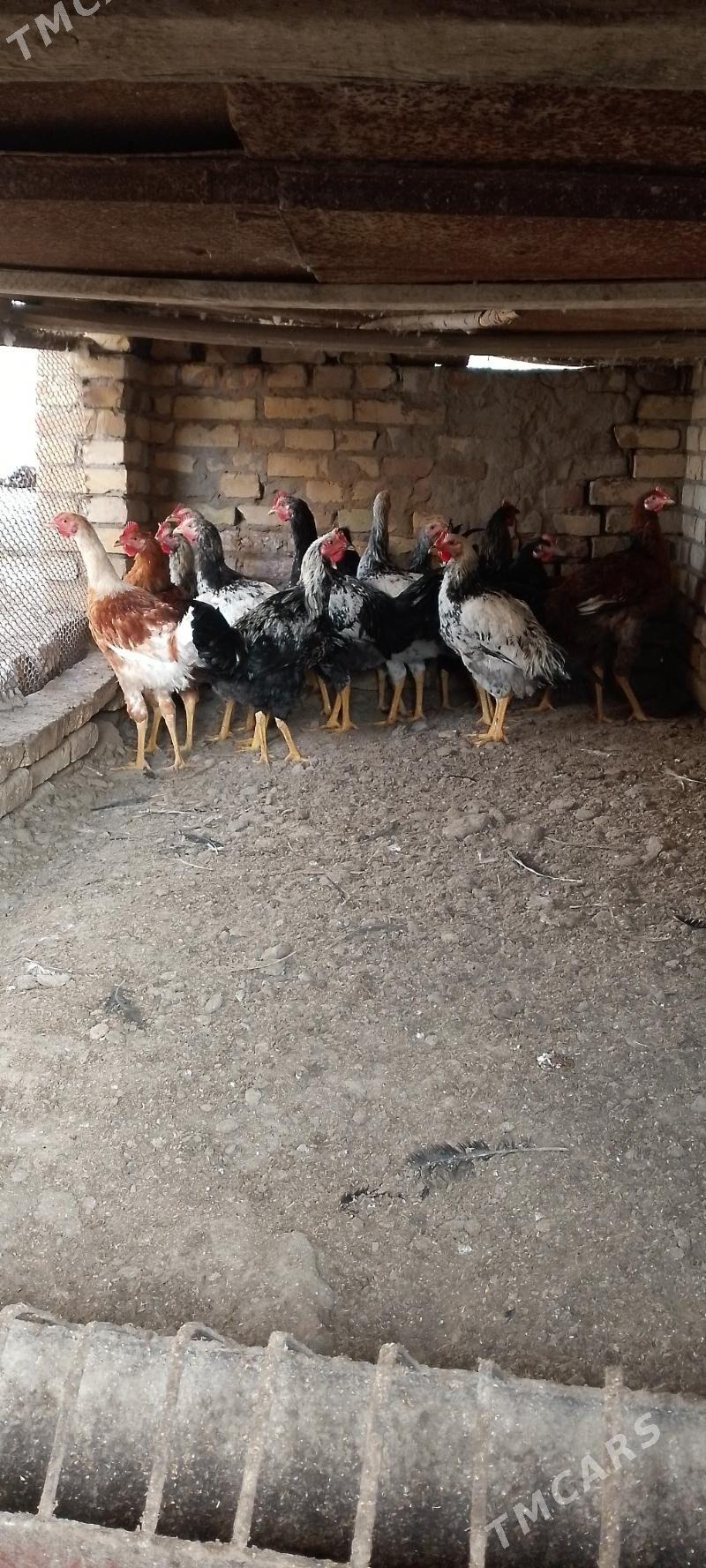 гигант хораз - Dänew - img 1