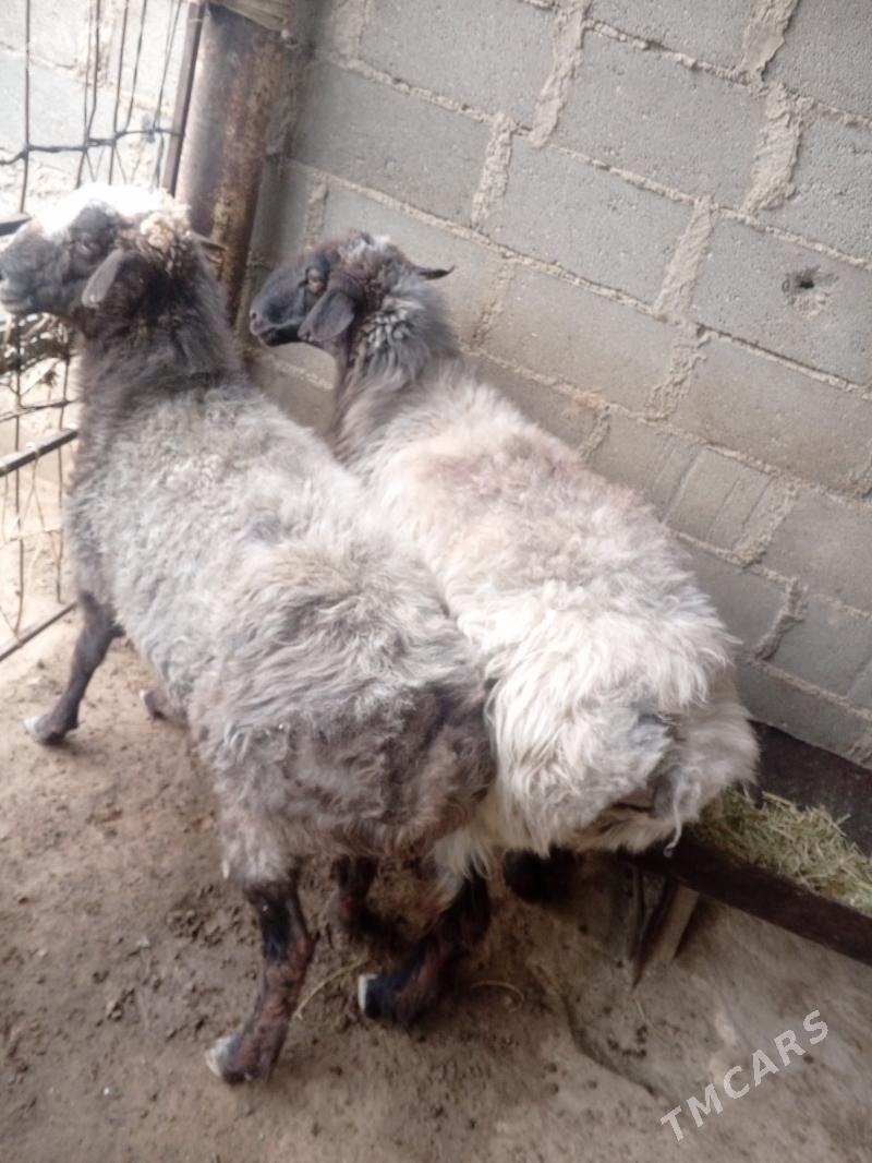 bağ goyun - Туркменбаши - img 1