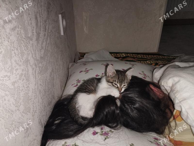 катенок - Hitrowka - img 1