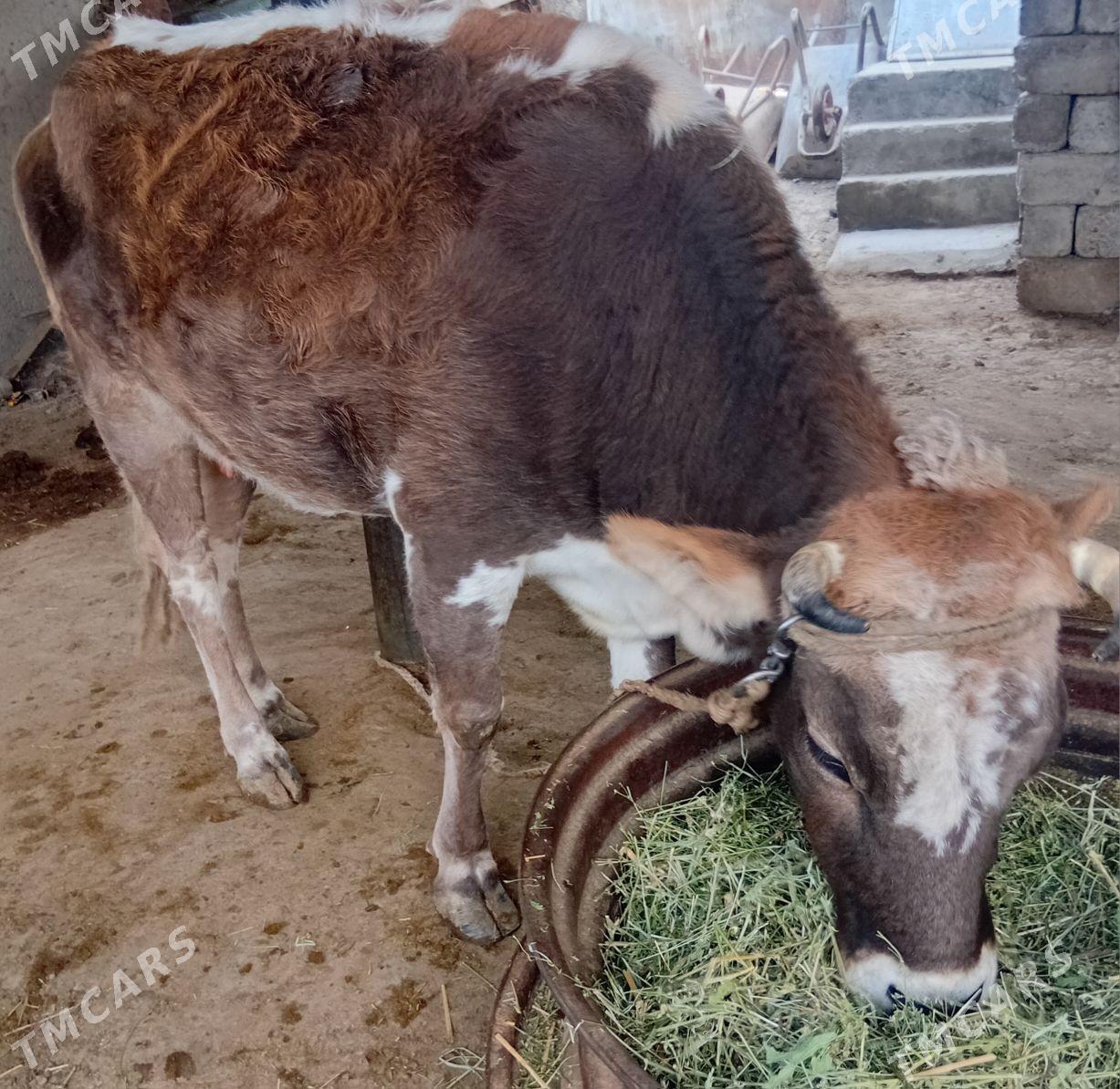 bogaz sygyr - Ak bugdaý etraby - img 1