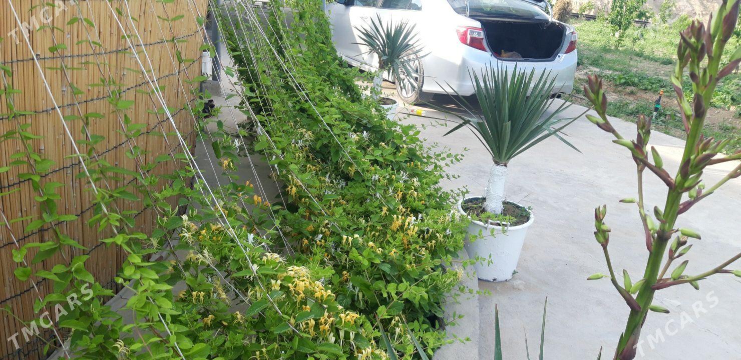 Jimlis Jasmin cyrmas - Ашхабад - img 1