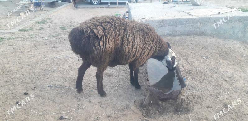 öweç - Анев - img 1