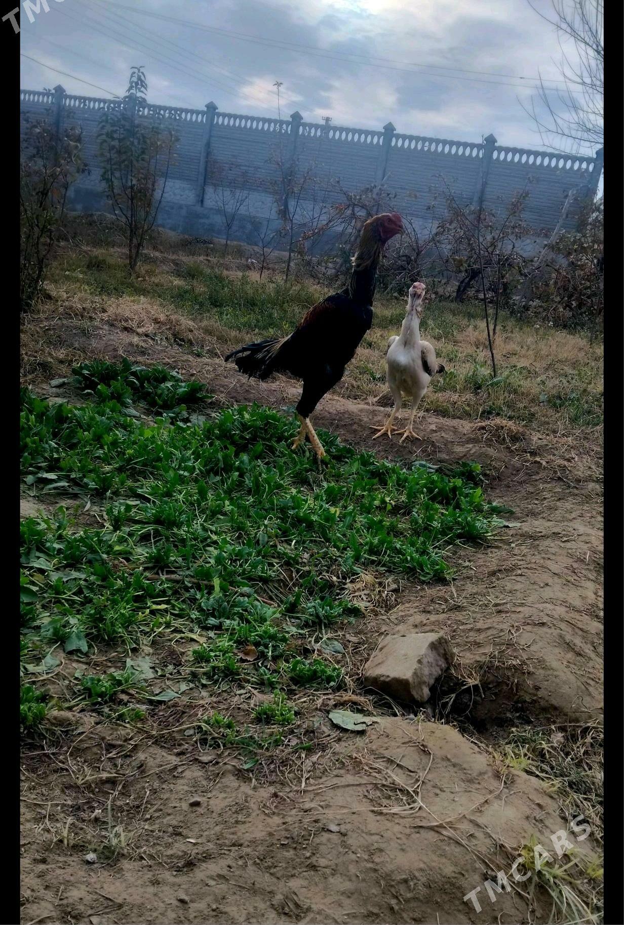 horaz - Sakarçäge - img 1