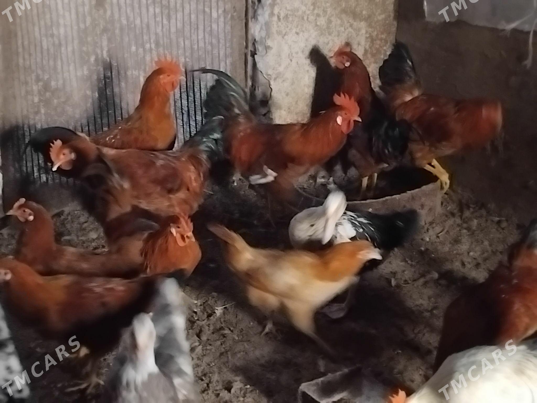 Horoz - Gökdepe - img 1