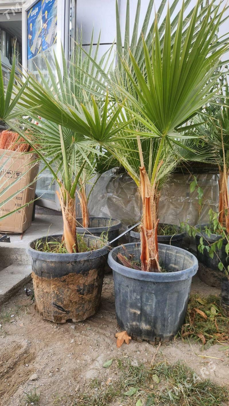 Palma - Ашхабад - img 1