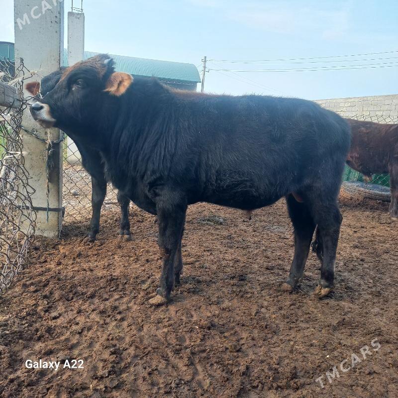 öküz - Яшлык - img 1