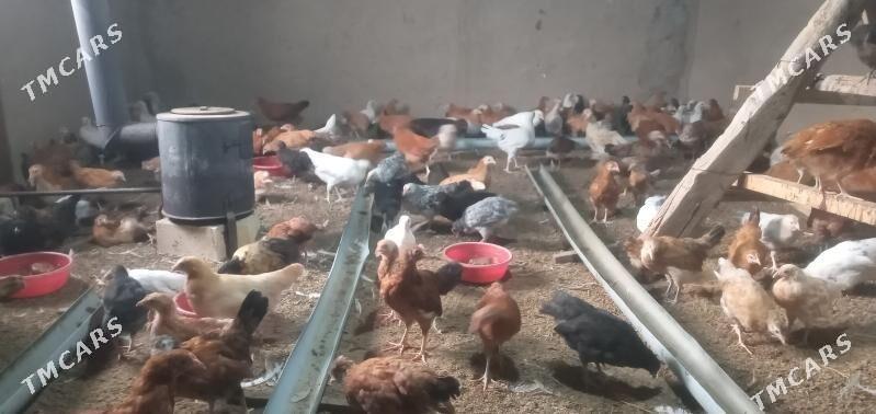 towuk jüýje - Sakarçäge - img 1