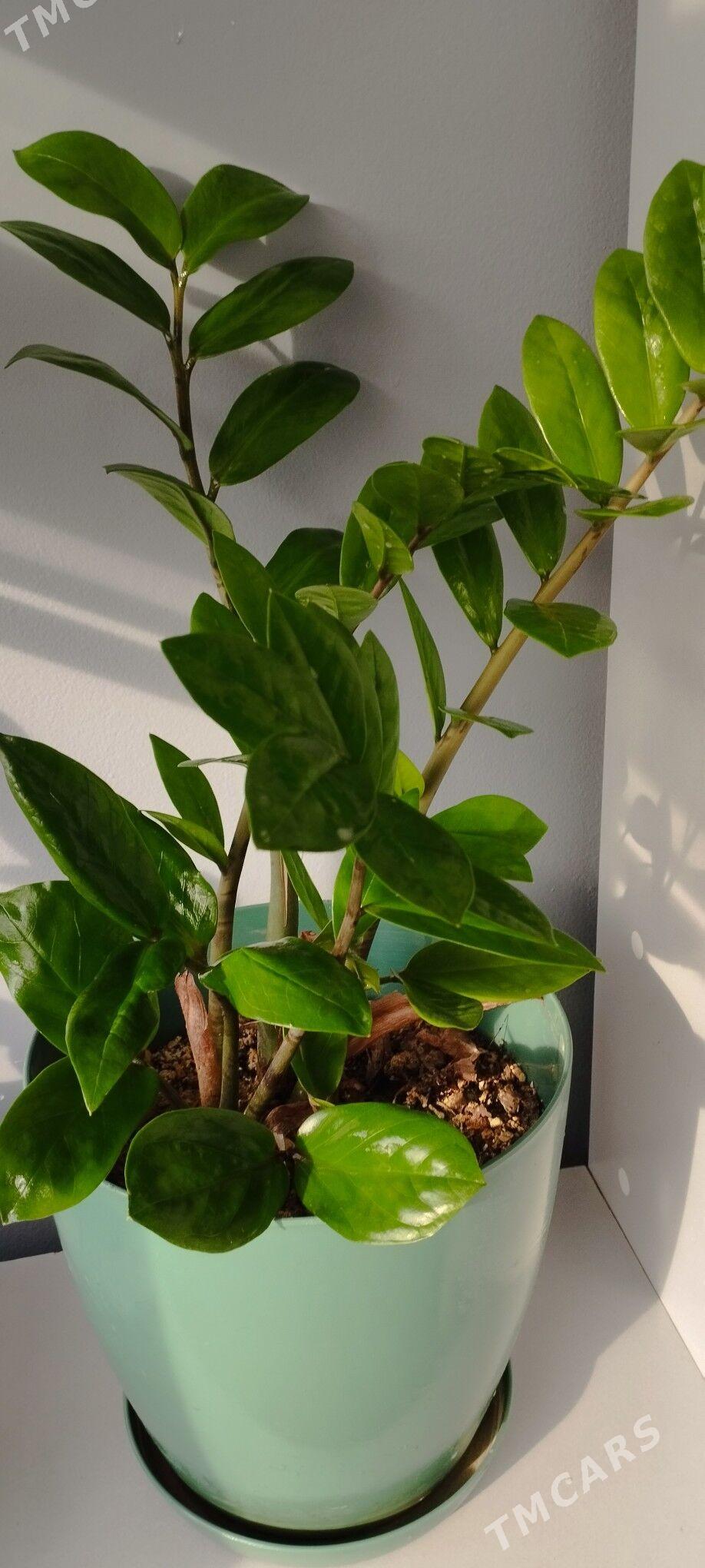 Замиокулькас цветы дом - Айтакова (ул. Огузхана) - img 1