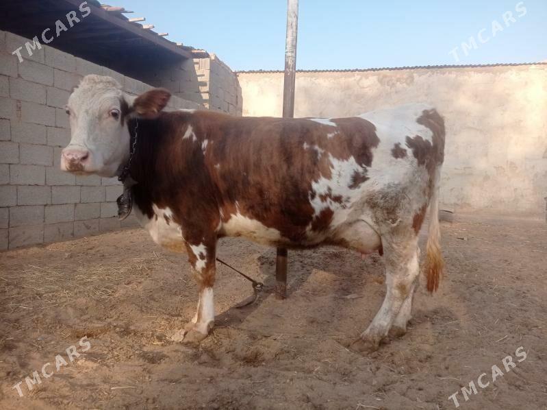 Gõleli sygyr - Ak bugdaý etraby - img 1