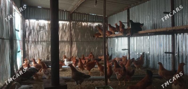 towuk - Сакарчага - img 1