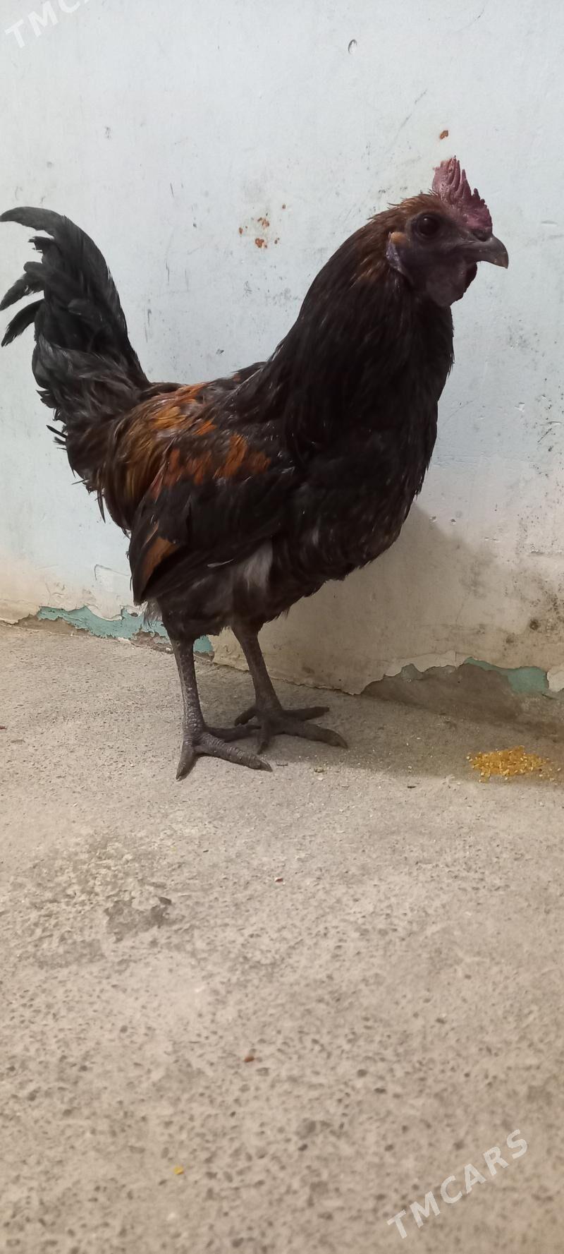 Lakedanz horaz, leggorn, induk - Aşgabat - img 1