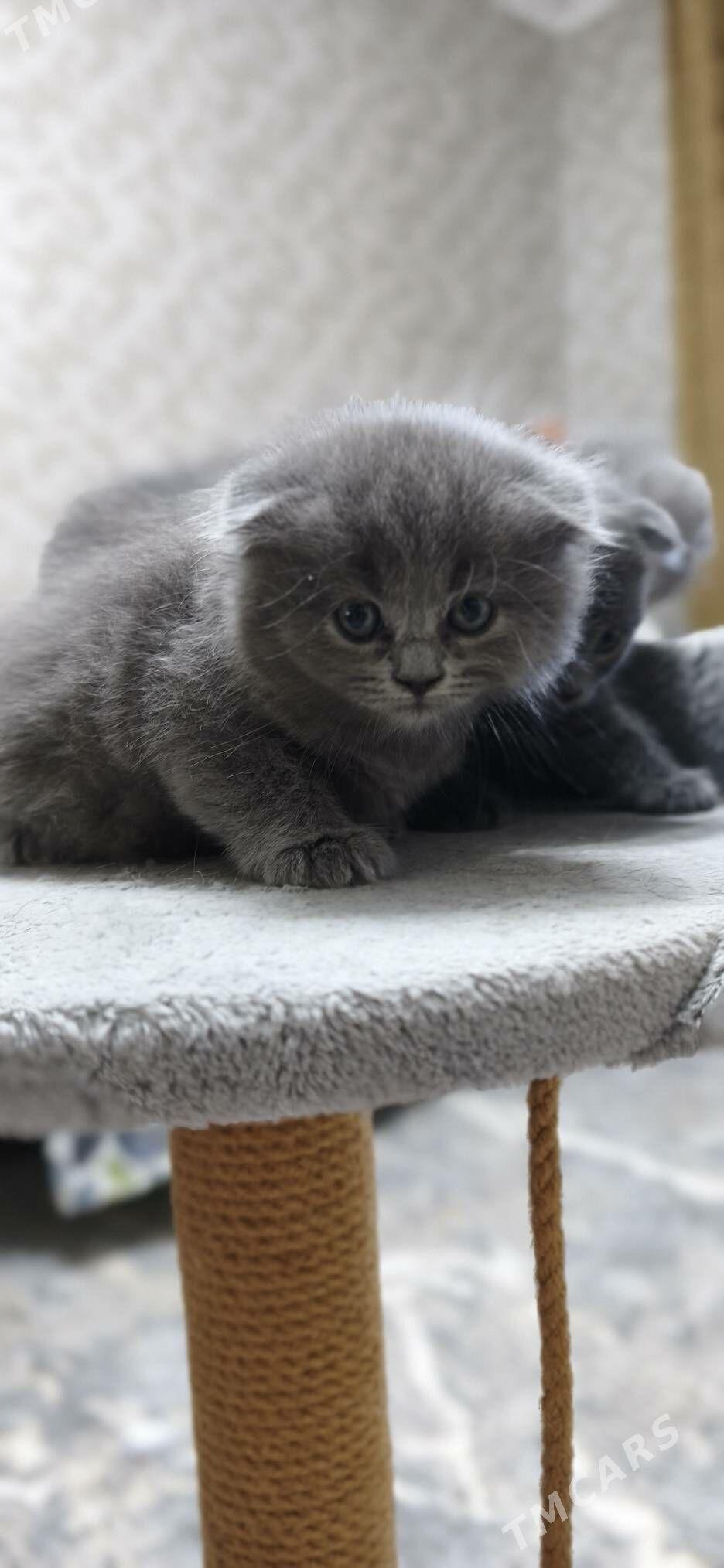 Шотландские котята - Aşgabat - img 1