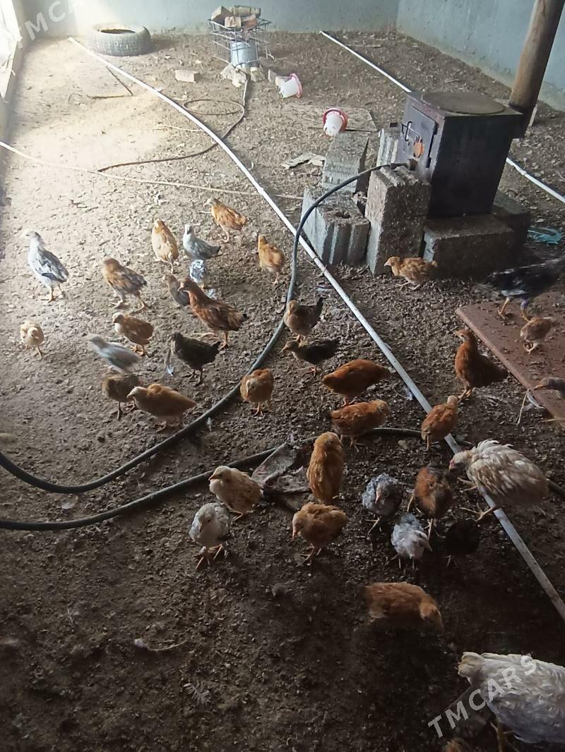 juje - Gökdepe - img 1