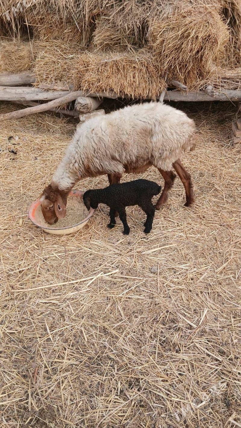 Guzuly goyun - Саят - img 1