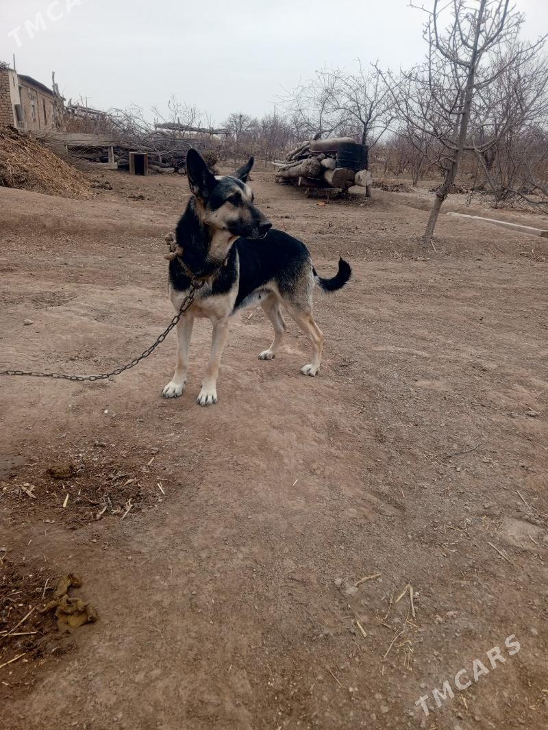 Türkmen awcarka - Шабатский этрап - img 1