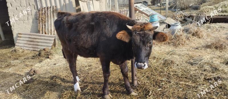 tuve - Gökdepe - img 1