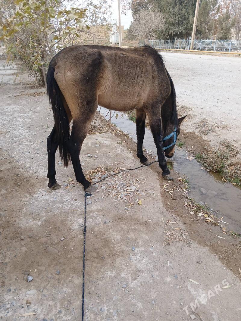 at - Кака - img 1