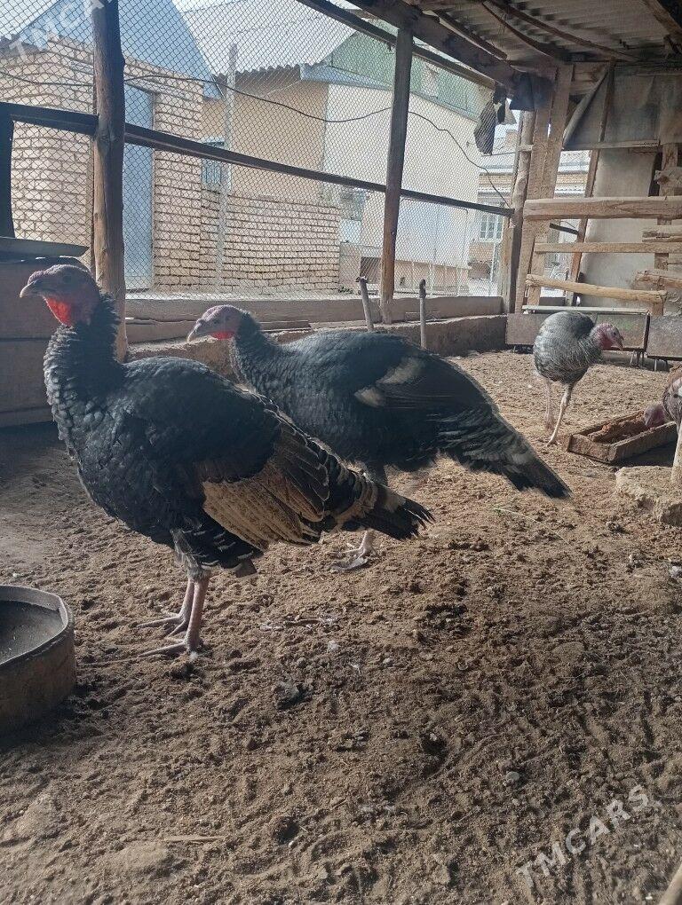 induk - Mary - img 1