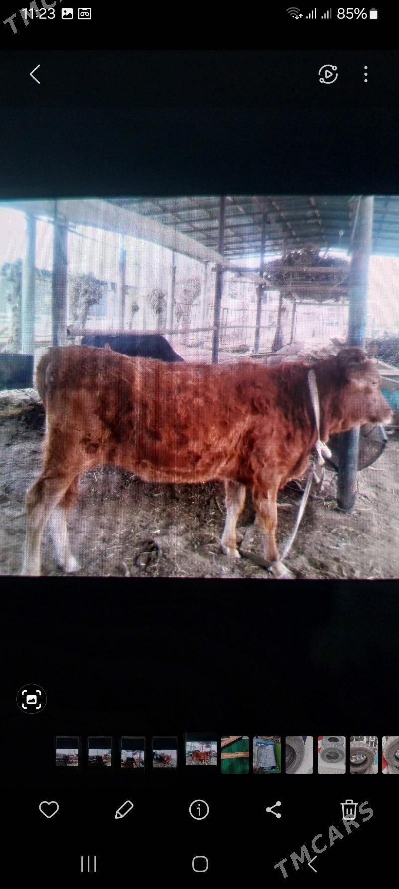 Gulojun sygyr - Mary - img 1