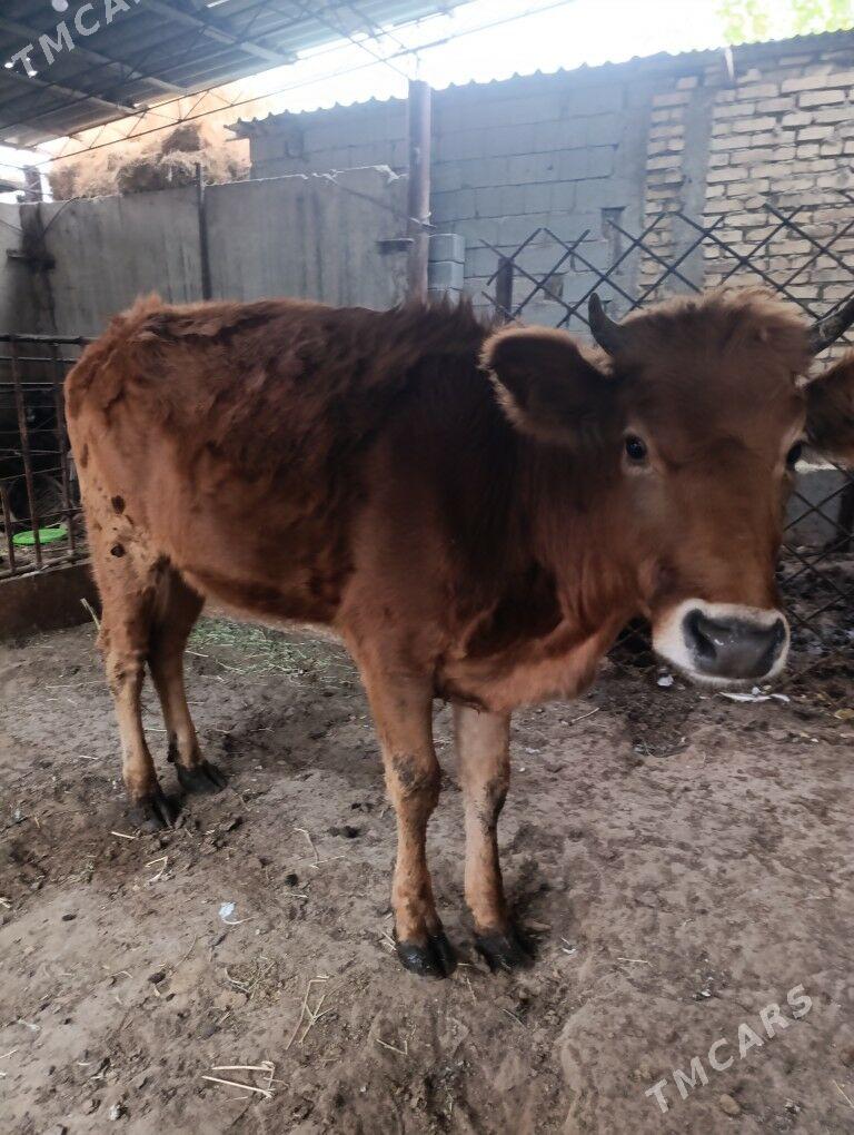 tuwe 2 yasan - Яшлык - img 1