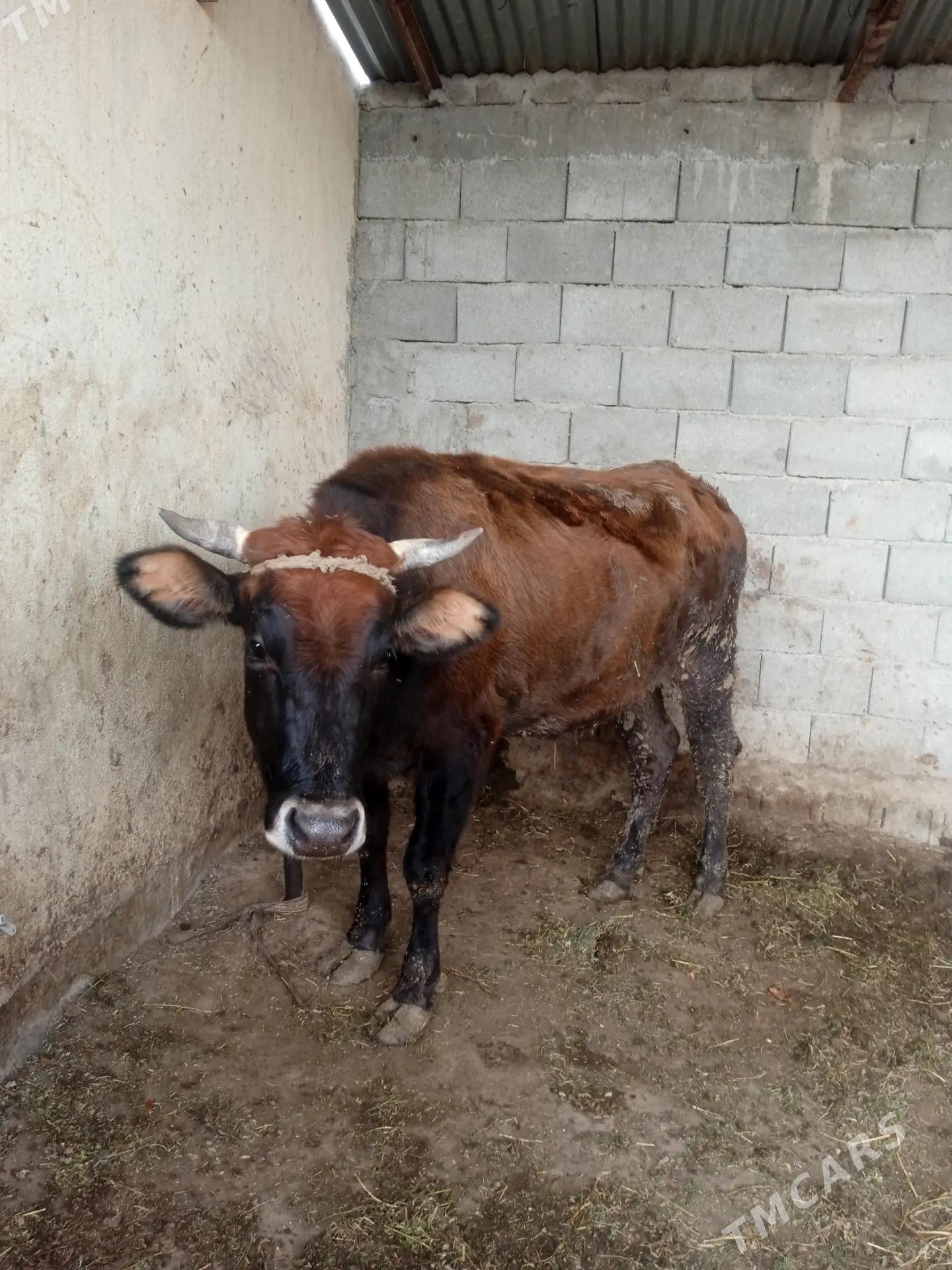 bakylan sygyr - Бузмеин - img 1